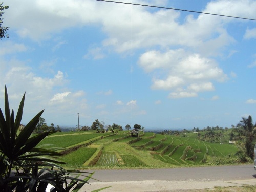 Teras Subak Jatiluwih image 1