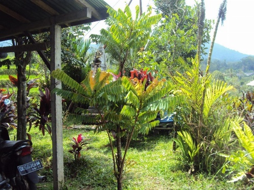 Teras Subak Jatiluwih image 9