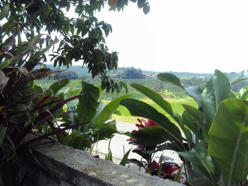 Teras Subak Jatiluwih image 25