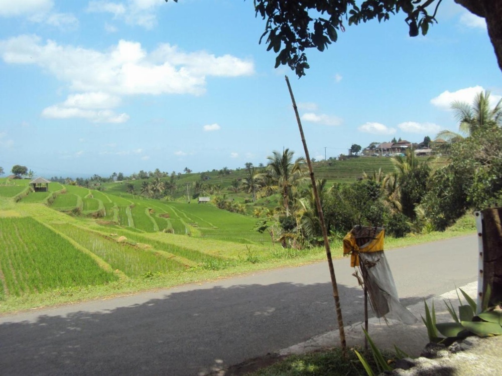 Teras Subak Jatiluwih Image 29