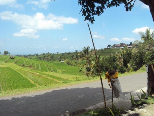 Teras Subak Jatiluwih image 29