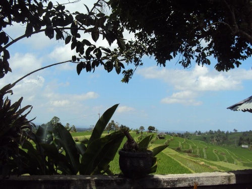 Teras Subak Jatiluwih image 37